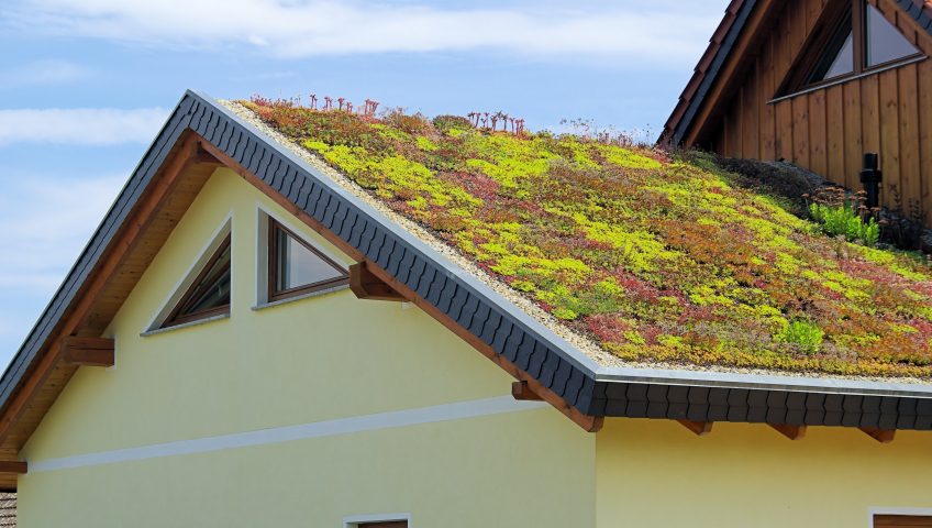 L'entretien d'un toit végétalisé