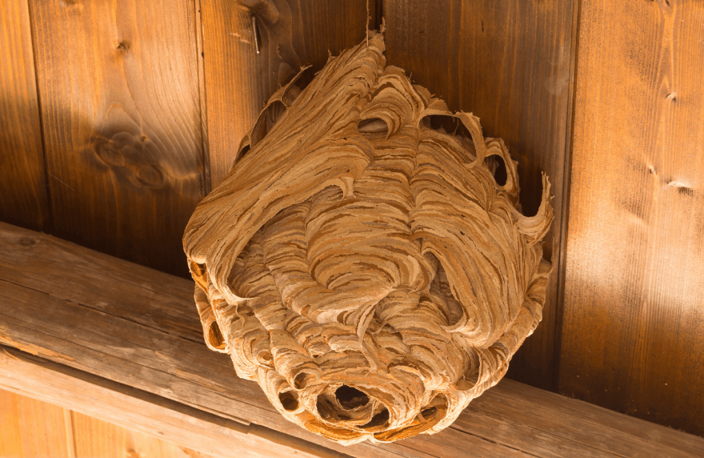 Un nid de guêpes inaccessible sous un toit en bois